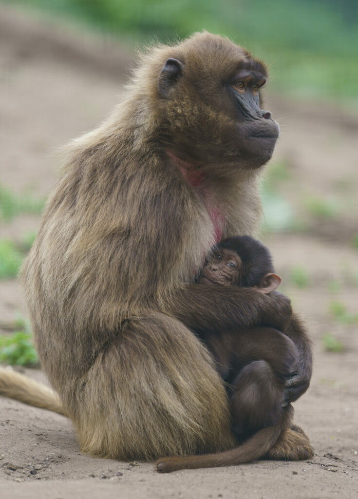 Yorkshire Wildlife Park Half Term Babies - Cheetahs, Monkeys, Rhinos & More Post image 11 Image name YWP Gelada 005 the 7 image from the post Yorkshire Wildlife Park Half Term Babies - Cheetahs, Monkeys, Rhinos & More in Yorkshire.com.