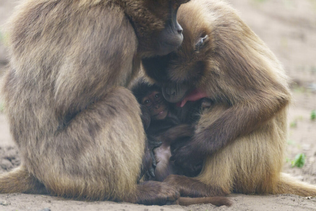 Yorkshire Wildlife Park Half Term Babies - Cheetahs, Monkeys, Rhinos & More Post image 12 Image name YWP Gelada 011 the 8 image from the post Yorkshire Wildlife Park Half Term Babies - Cheetahs, Monkeys, Rhinos & More in Yorkshire.com.