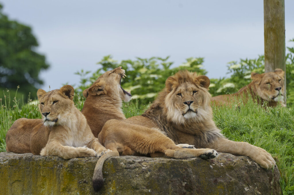 Yorkshire Wildlife Park Half Term Babies - Cheetahs, Monkeys, Rhinos & More Post image 2 Image name YWP Lions 008 the 1 image from the post Yorkshire Wildlife Park Half Term Babies - Cheetahs, Monkeys, Rhinos & More in Yorkshire.com.