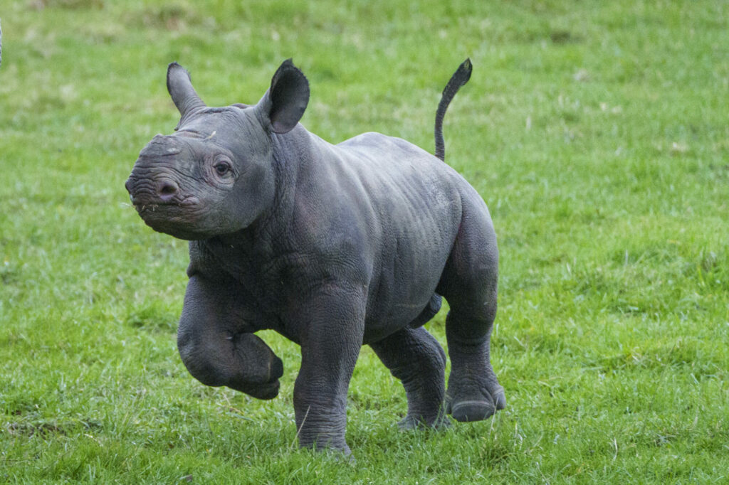 Yorkshire Wildlife Park Half Term Babies - Cheetahs, Monkeys, Rhinos & More Post image 7 new Rhino Calf