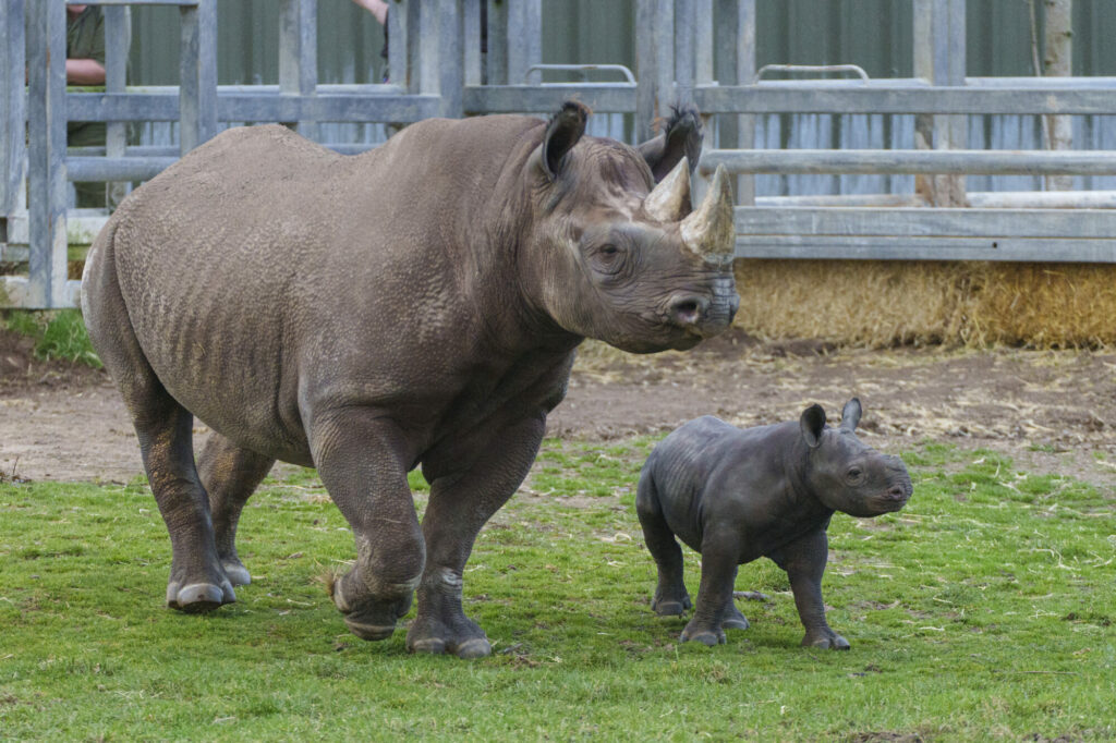 Yorkshire Wildlife Park Half Term Babies - Cheetahs, Monkeys, Rhinos & More Post image 8 baby rhino