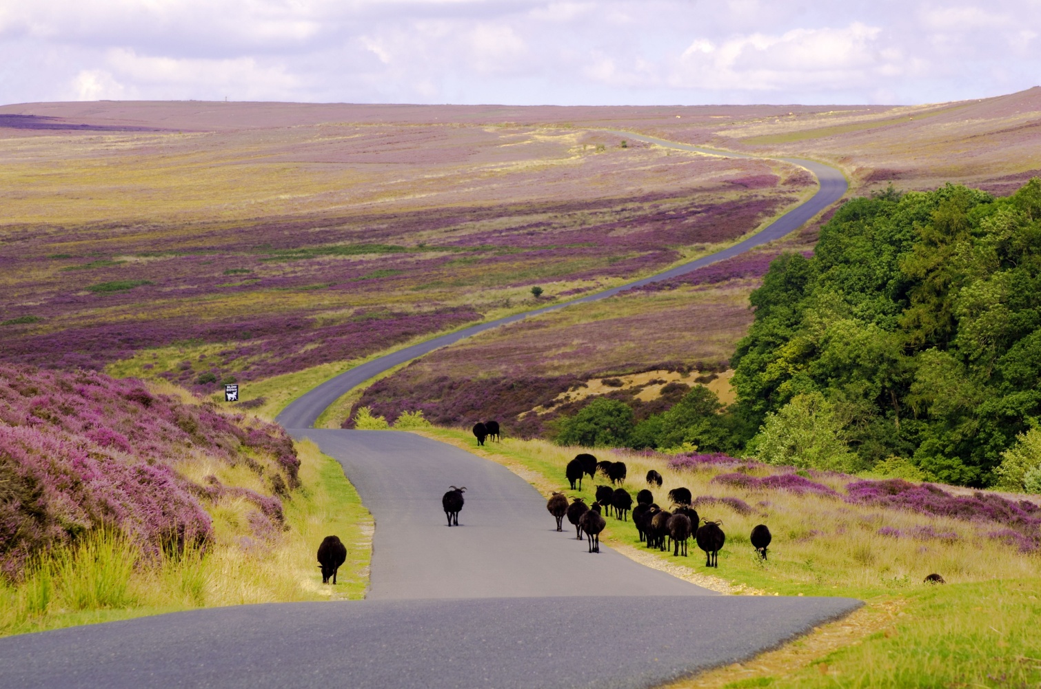 Image name black sheep spaunton moor north york moors yorkshire the 18 image from the post Spaunton in Yorkshire.com.