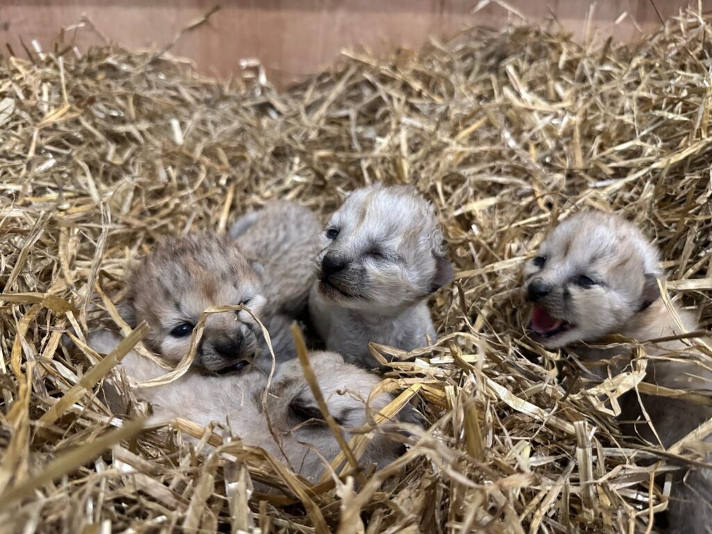 Four Cheetah Cubs Arrive At Yorkshire Wildlife Park Post image 5 Image name d97eb5e1 2aad 431f 8baa 7a495def6411 the 5 image from the post Four Cheetah Cubs Arrive At Yorkshire Wildlife Park in Yorkshire.com.