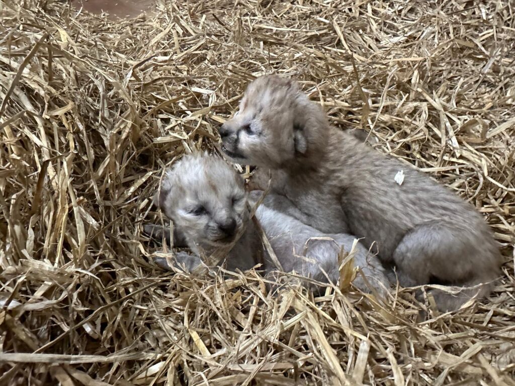 Four Cheetah Cubs Arrive At Yorkshire Wildlife Park Post image 7 Image name e615a26a 7f9b 4a9a b759 8b11c3220c64 the 7 image from the post Four Cheetah Cubs Arrive At Yorkshire Wildlife Park in Yorkshire.com.