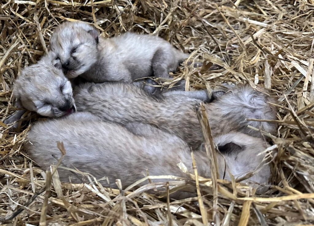 Four Cheetah Cubs Arrive At Yorkshire Wildlife Park Post image 6 Image name e8c27e6b ac75 4ec3 b923 782f2ee906d6 the 6 image from the post Four Cheetah Cubs Arrive At Yorkshire Wildlife Park in Yorkshire.com.