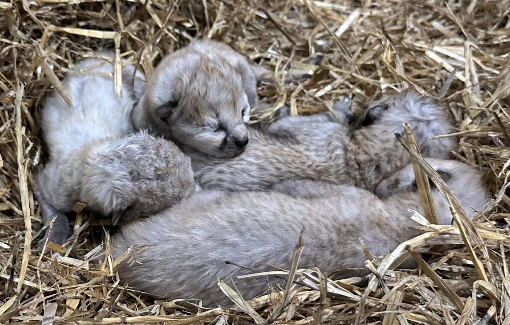 Yorkshire Wildlife Park Half Term Babies - Cheetahs, Monkeys, Rhinos & More Post image 4 Image name f3d07761 0c56 4944 bfd2 87d066f5436c 1 the 3 image from the post Yorkshire Wildlife Park Half Term Babies - Cheetahs, Monkeys, Rhinos & More in Yorkshire.com.