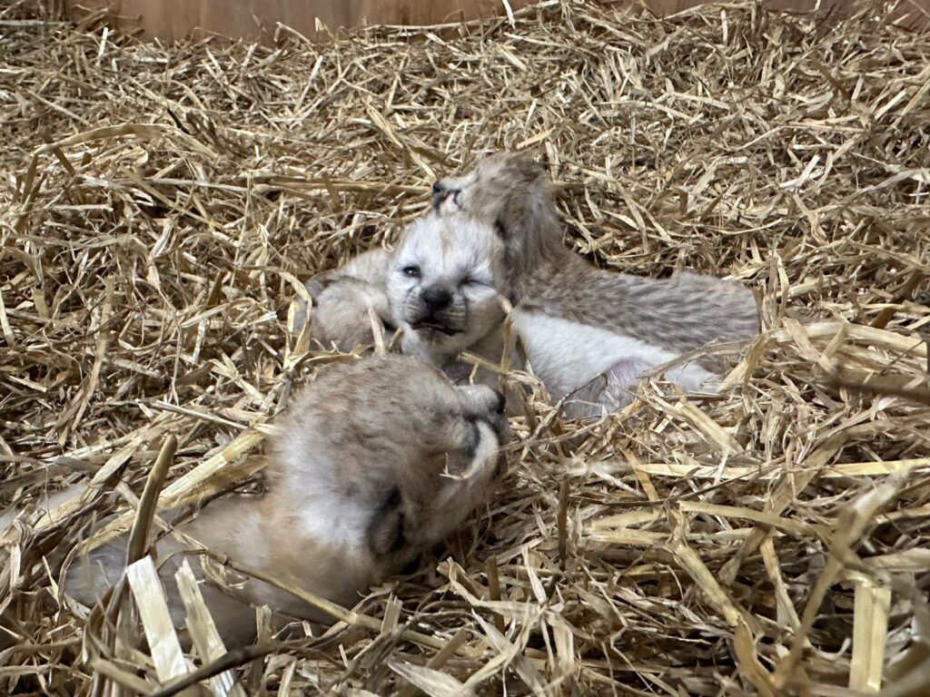 Four Cheetah Cubs Arrive At Yorkshire Wildlife Park Post image 9 Image name fcaf0b4b 6070 40d2 b9ba 8aa708901456 the 9 image from the post Four Cheetah Cubs Arrive At Yorkshire Wildlife Park in Yorkshire.com.
