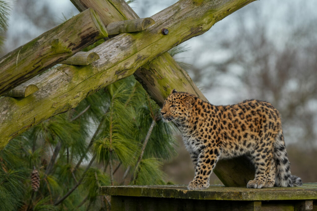 Image name leopard cub auckley 1 the 5 image from the post Europe's Only Surviving Amur Leopard Cub Gives Hope for the Species for International Leopard Day in Yorkshire.com.