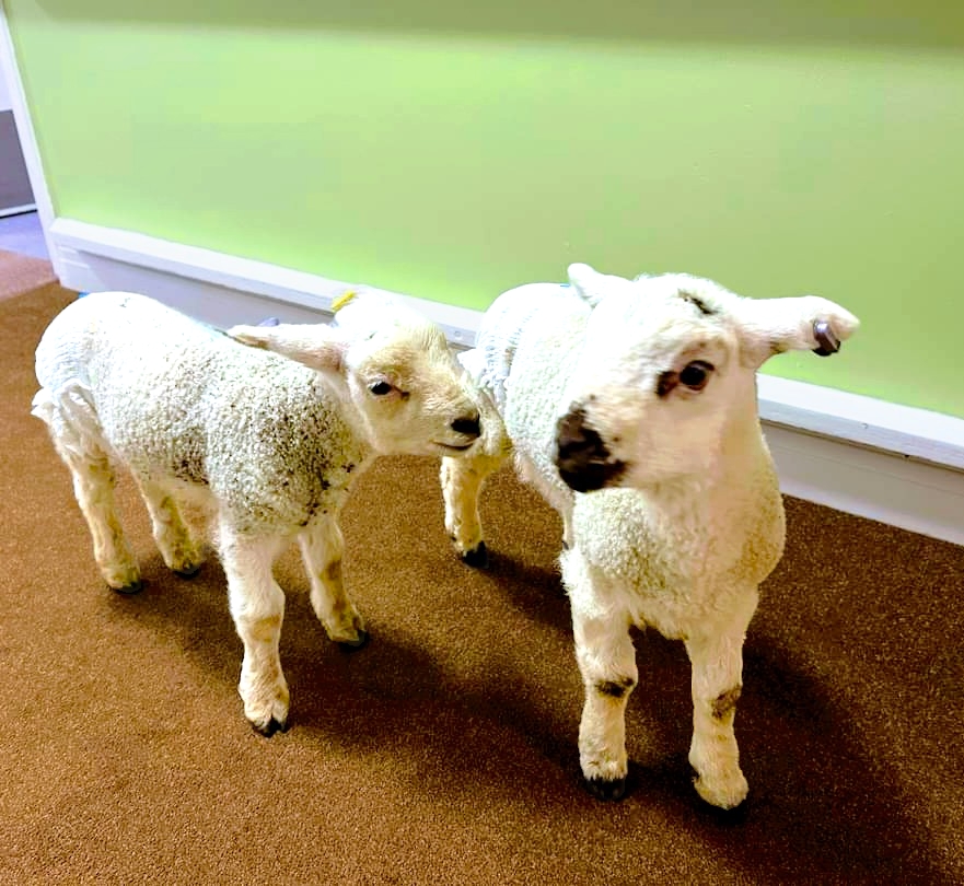 Residents at Meadowbeck Care Home Enjoy Visit from Baby Lambs Post image 2 Image name meadowbeck spring fair 2 the 1 image from the post Residents at Meadowbeck Care Home Enjoy Visit from Baby Lambs in Yorkshire.com.