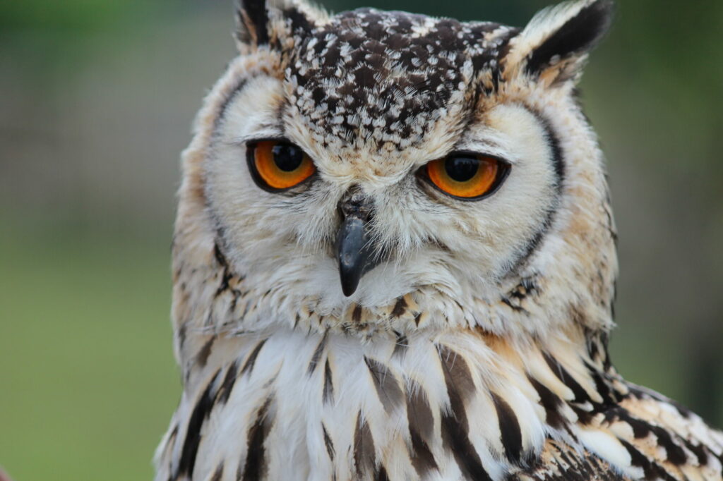 Unique Father's Day Gift Idea: Falconry Experience at Bolton Castle Post image 2 Image name owl at Bolton Castle Credit James Blundell the 2 image from the post Unique Father's Day Gift Idea: Falconry Experience at Bolton Castle in Yorkshire.com.