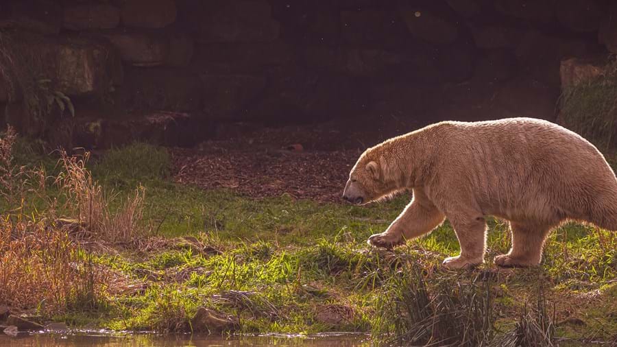 Visit Yorkshire Wildlife Park In Doncaster Visitor Attraction image 3 Polar bear at Yorkshire Wildlife Park