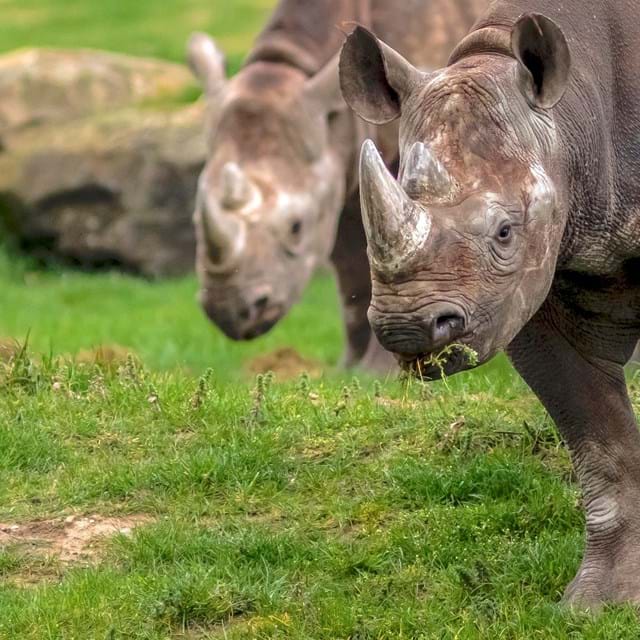 Visit Yorkshire Wildlife Park In Doncaster Visitor Attraction image 1 Rhinos at Yorkshire Wildlife Park