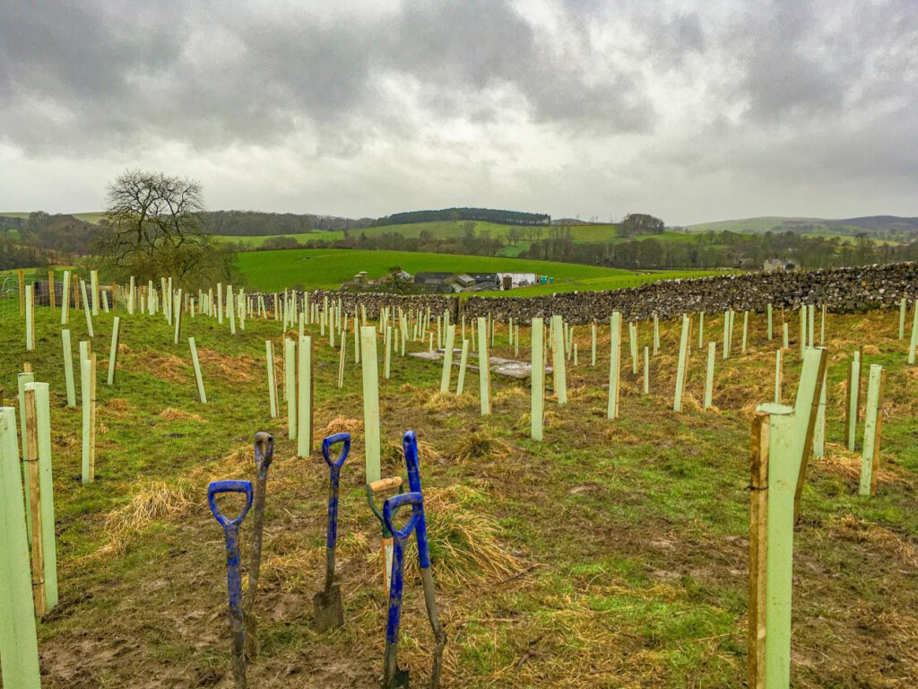 Pioneering Sustainability: Yorkshire's Revolutionary Plastic Tree Guard Recycling Initiative Post image 1 Image name trees in yorkshire the 1 image from the post Pioneering Sustainability: Yorkshire's Revolutionary Plastic Tree Guard Recycling Initiative in Yorkshire.com.