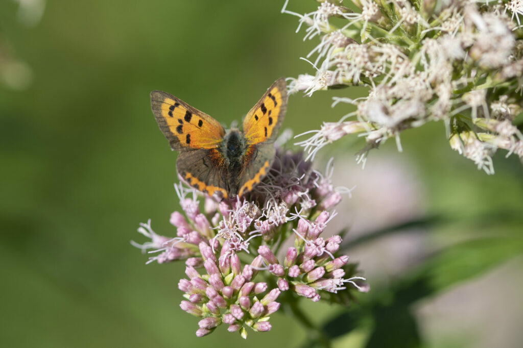 Ways for little ones to go wild for butterflies this summer holiday in Yorkshire Post image 1 Image name 20220903 Savannah Jones Small Copper 1 the 1 image from the post Ways for little ones to go wild for butterflies this summer holiday in Yorkshire in Yorkshire.com.