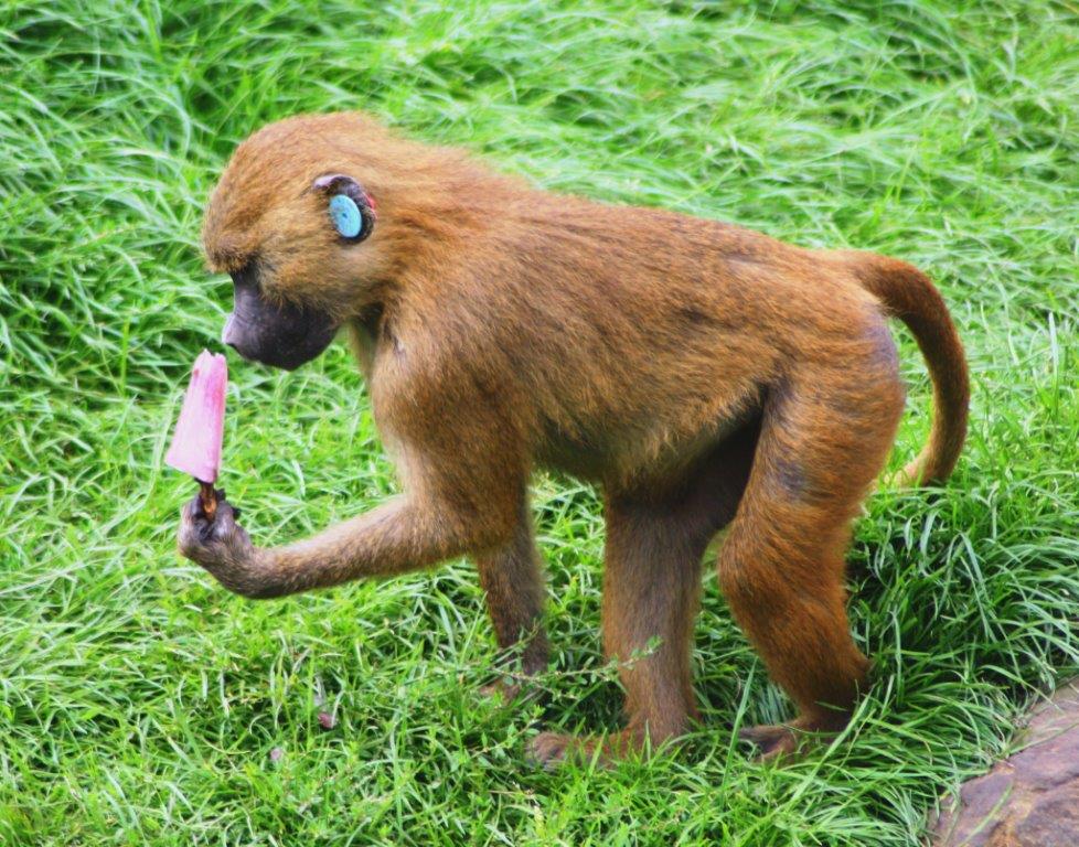 Animals cooling off with ice-lollies in Yorkshire summer Post image 3 Image name Baboon Royanbu with ice pop the 3 image from the post Animals cooling off with ice-lollies in Yorkshire summer in Yorkshire.com.