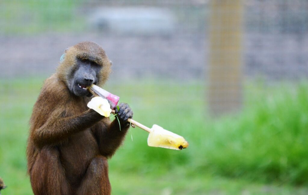 Animals cooling off with ice-lollies in Yorkshire summer Post image 1 Image name Baboon chewing on ice lollies the 1 image from the post Animals cooling off with ice-lollies in Yorkshire summer in Yorkshire.com.