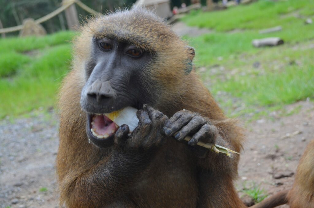 Animals cooling off with ice-lollies in Yorkshire summer Post image 2 Image name Baboon close up eating ice lollies the 2 image from the post Animals cooling off with ice-lollies in Yorkshire summer in Yorkshire.com.
