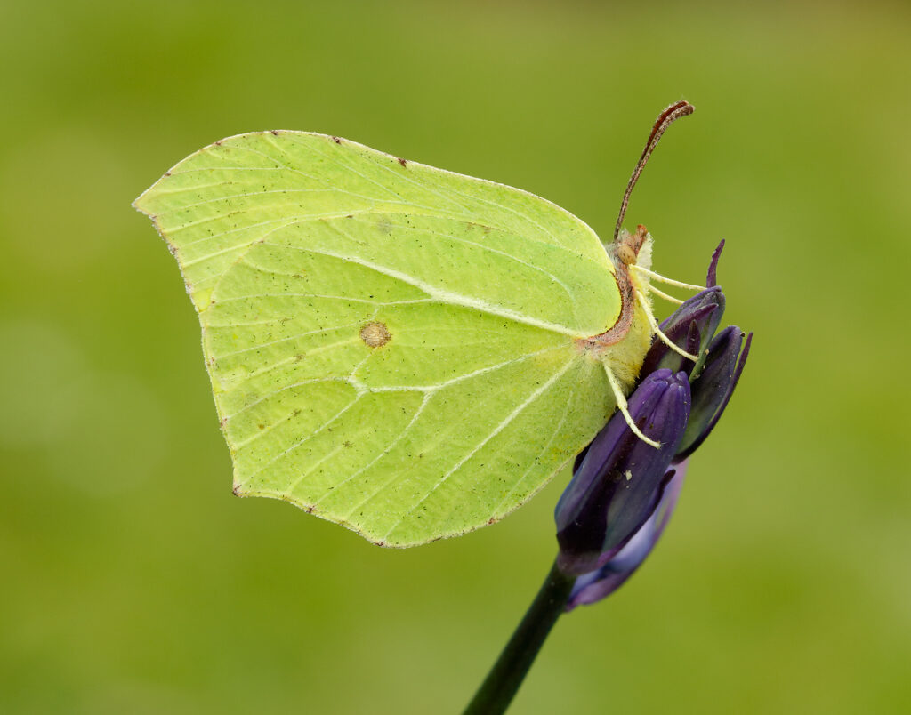 Ways for little ones to go wild for butterflies this summer holiday in Yorkshire Post image 5 Image name Brimstone Iain H Leach 12 the 5 image from the post Ways for little ones to go wild for butterflies this summer holiday in Yorkshire in Yorkshire.com.