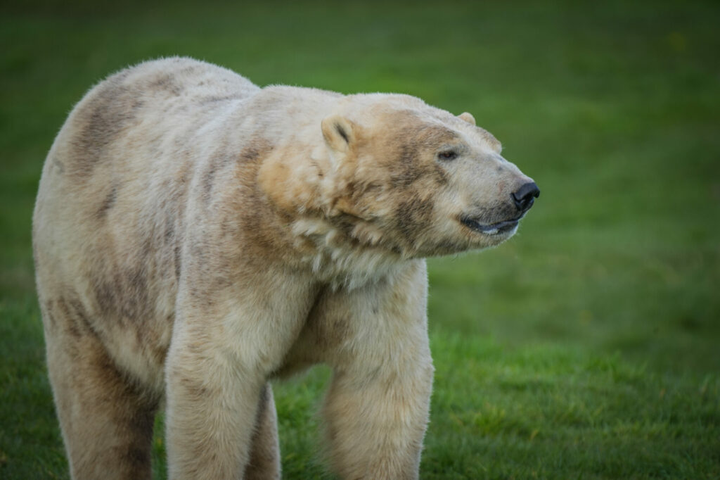 Polar Bear Conservation Efforts Praised - Yorkshire Wildlife Park Post image 8 Image name DSC03076 the 8 image from the post Polar Bear Conservation Efforts Praised - Yorkshire Wildlife Park in Yorkshire.com.