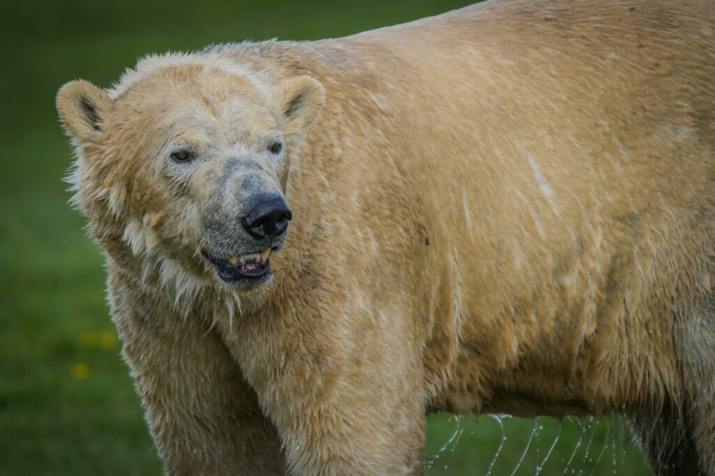 Polar Bear Conservation Efforts Praised - Yorkshire Wildlife Park Post image 5 Image name DSC03115 the 5 image from the post Polar Bear Conservation Efforts Praised - Yorkshire Wildlife Park in Yorkshire.com.