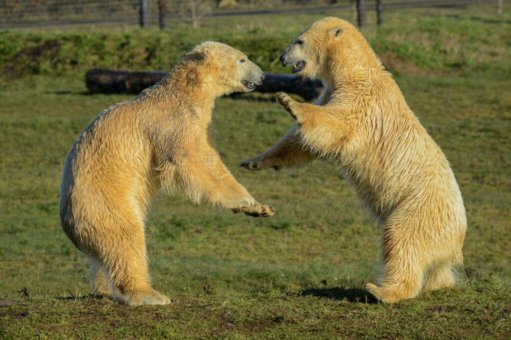 Polar Bear Conservation Efforts Praised - Yorkshire Wildlife Park Post image 12 Image name DSC 3133 the 12 image from the post Polar Bear Conservation Efforts Praised - Yorkshire Wildlife Park in Yorkshire.com.