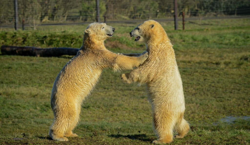 Polar Bear Conservation Efforts Praised - Yorkshire Wildlife Park Post image 13 Image name DSC 3138 the 13 image from the post Polar Bear Conservation Efforts Praised - Yorkshire Wildlife Park in Yorkshire.com.