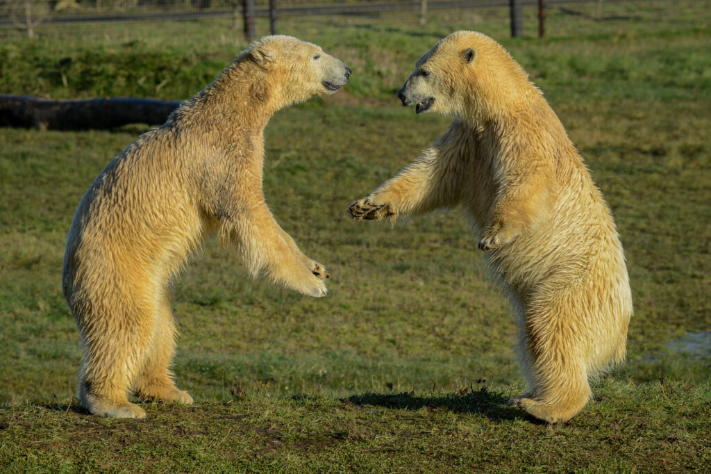 Polar Bear Conservation Efforts Praised - Yorkshire Wildlife Park Post image 11 Image name DSC 3139 the 11 image from the post Polar Bear Conservation Efforts Praised - Yorkshire Wildlife Park in Yorkshire.com.
