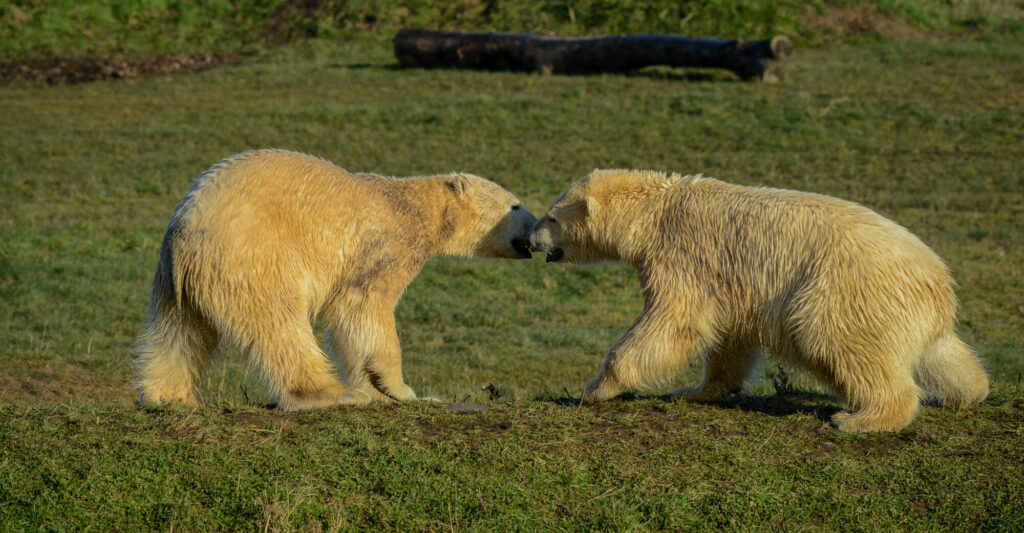 Polar Bear Conservation Efforts Praised - Yorkshire Wildlife Park Post image 9 Image name DSC 3142 the 9 image from the post Polar Bear Conservation Efforts Praised - Yorkshire Wildlife Park in Yorkshire.com.