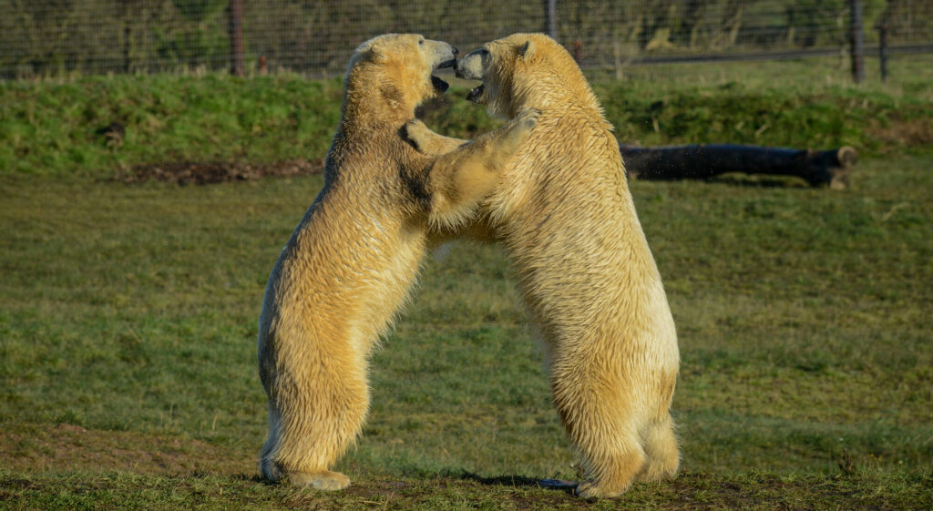 Visit England survey names Cannon Hall & Yorkshire Wildlife Park as most visited attractions in England Post image 5 Image name DSC 3145 the 5 image from the post Visit England survey names Cannon Hall & Yorkshire Wildlife Park as most visited attractions in England in Yorkshire.com.