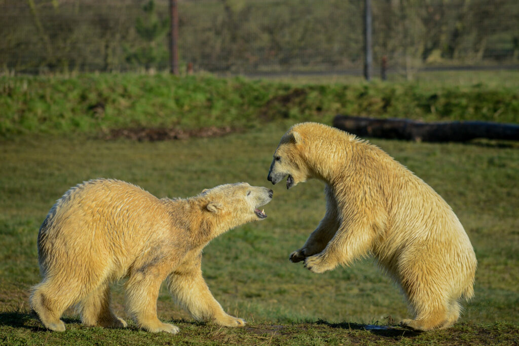 Polar Bear Conservation Efforts Praised - Yorkshire Wildlife Park Post image 7 Image name DSC 3146 the 7 image from the post Polar Bear Conservation Efforts Praised - Yorkshire Wildlife Park in Yorkshire.com.