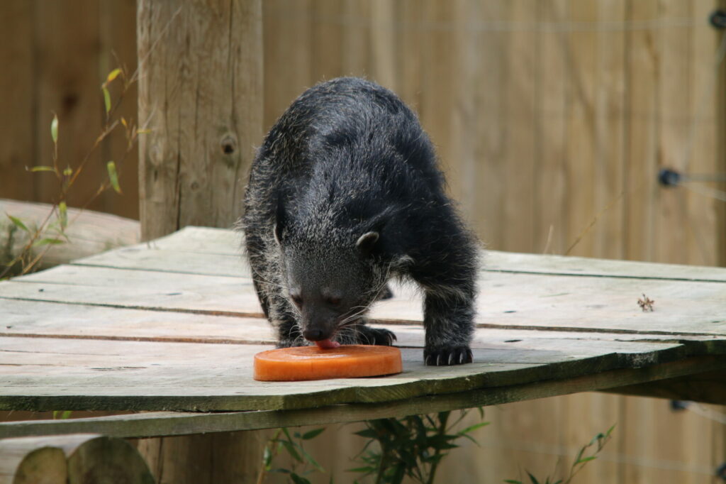 Animals cooling off with ice-lollies in Yorkshire summer Post image 5 Image name IMG 0015 the 5 image from the post Animals cooling off with ice-lollies in Yorkshire summer in Yorkshire.com.