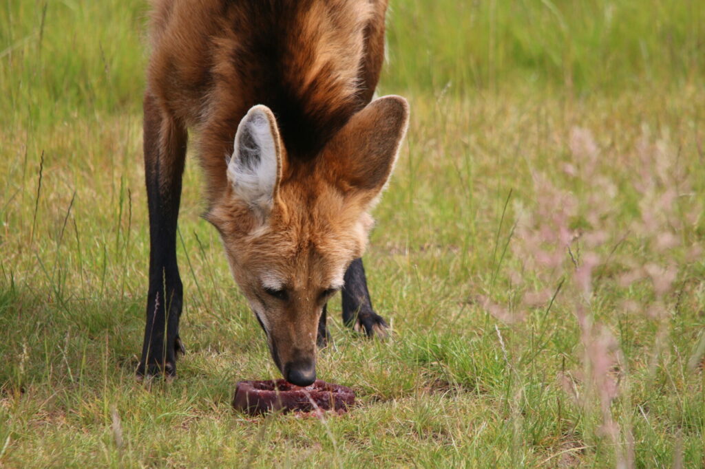 Animals cooling off with ice-lollies in Yorkshire summer Post image 6 Image name IMG 0146 the 6 image from the post Animals cooling off with ice-lollies in Yorkshire summer in Yorkshire.com.