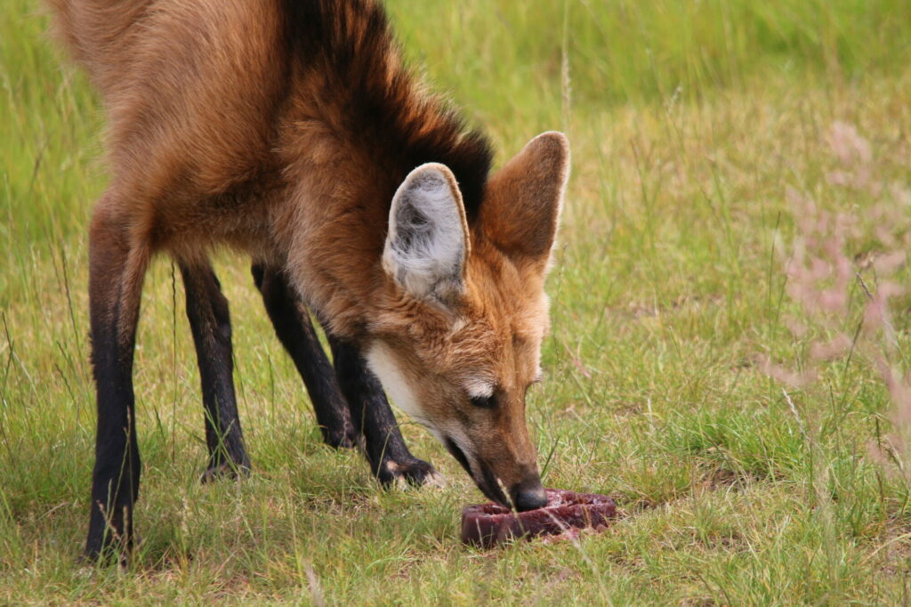 Animals cooling off with ice-lollies in Yorkshire summer Post image 7 Image name IMG 0155 the 7 image from the post Animals cooling off with ice-lollies in Yorkshire summer in Yorkshire.com.