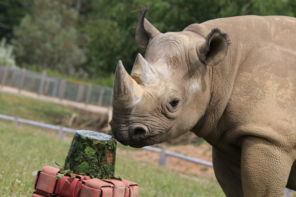 Animals cooling off with ice-lollies in Yorkshire summer Post image 8 Image name IMG 0334 the 8 image from the post Animals cooling off with ice-lollies in Yorkshire summer in Yorkshire.com.