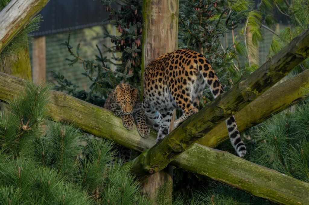 First Birthday For Critically Endangered Amur Leopard Cub at Yorkshire Wildlife Park Post image 2 Image name IMG 0482 the 2 image from the post First Birthday For Critically Endangered Amur Leopard Cub at Yorkshire Wildlife Park in Yorkshire.com.