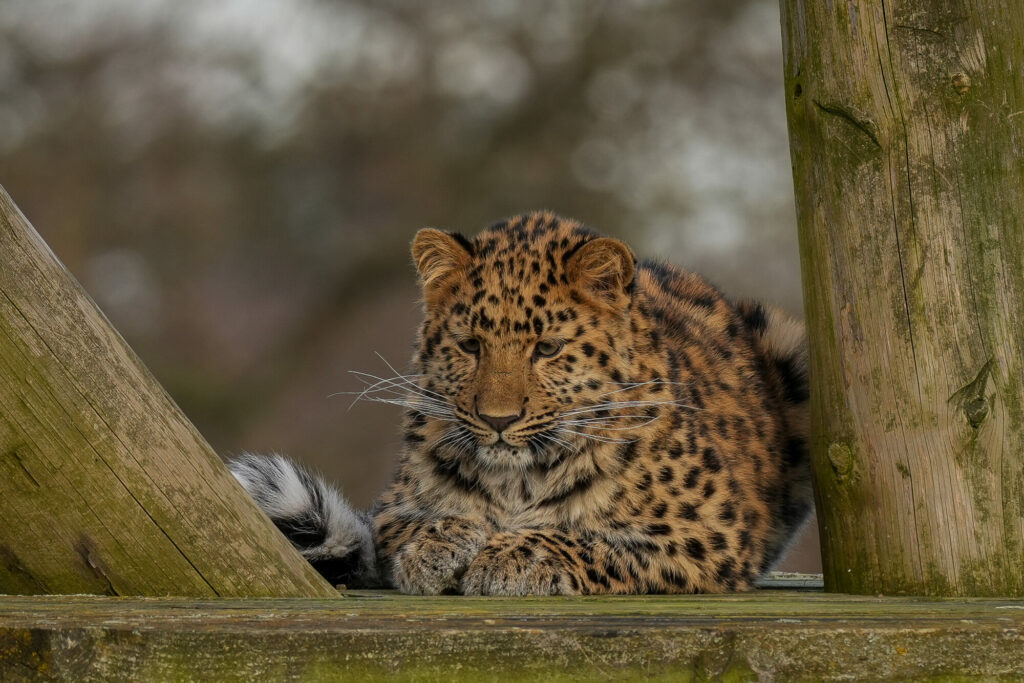 First Birthday For Critically Endangered Amur Leopard Cub at Yorkshire Wildlife Park Post image 7 Image name IMG 0499 the 7 image from the post First Birthday For Critically Endangered Amur Leopard Cub at Yorkshire Wildlife Park in Yorkshire.com.