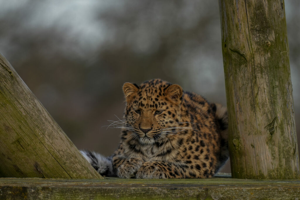 First Birthday For Critically Endangered Amur Leopard Cub at Yorkshire Wildlife Park Post image 4 Image name IMG 0500 the 4 image from the post First Birthday For Critically Endangered Amur Leopard Cub at Yorkshire Wildlife Park in Yorkshire.com.