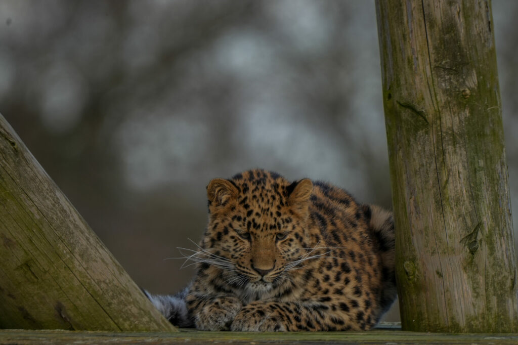 First Birthday For Critically Endangered Amur Leopard Cub at Yorkshire Wildlife Park Post image 9 Image name IMG 0501 the 9 image from the post First Birthday For Critically Endangered Amur Leopard Cub at Yorkshire Wildlife Park in Yorkshire.com.