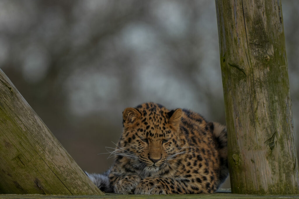 First Birthday For Critically Endangered Amur Leopard Cub at Yorkshire Wildlife Park Post image 1 Image name IMG 0502 the 1 image from the post First Birthday For Critically Endangered Amur Leopard Cub at Yorkshire Wildlife Park in Yorkshire.com.