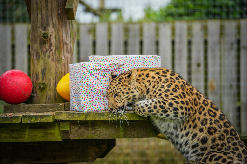First Birthday For Critically Endangered Amur Leopard Cub at Yorkshire Wildlife Park Post image 5 Image name IMG 0504 the 5 image from the post First Birthday For Critically Endangered Amur Leopard Cub at Yorkshire Wildlife Park in Yorkshire.com.