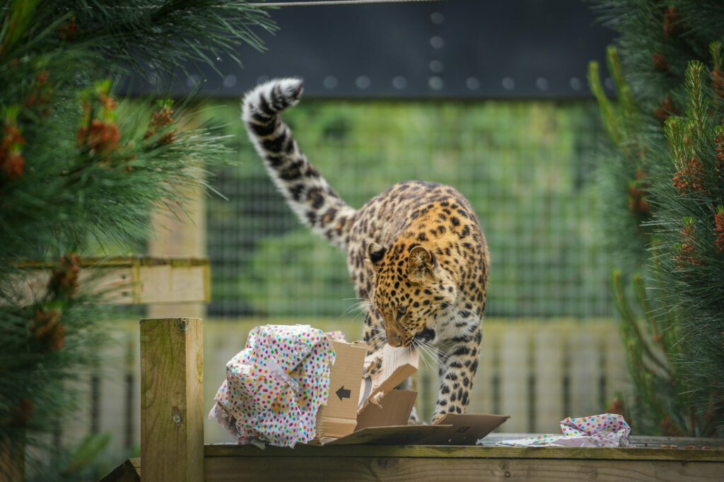 First Birthday For Critically Endangered Amur Leopard Cub at Yorkshire Wildlife Park Post image 3 Image name IMG 0507 the 3 image from the post First Birthday For Critically Endangered Amur Leopard Cub at Yorkshire Wildlife Park in Yorkshire.com.