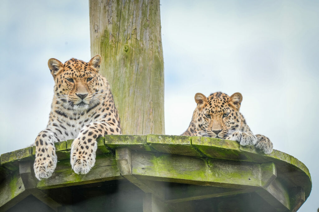 First Birthday For Critically Endangered Amur Leopard Cub at Yorkshire Wildlife Park Post image 6 Image name IMG 0509 the 6 image from the post First Birthday For Critically Endangered Amur Leopard Cub at Yorkshire Wildlife Park in Yorkshire.com.
