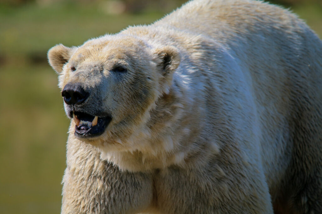 Polar Bear Conservation Efforts Praised - Yorkshire Wildlife Park Post image 6 Image name IMG 0960 the 6 image from the post Polar Bear Conservation Efforts Praised - Yorkshire Wildlife Park in Yorkshire.com.