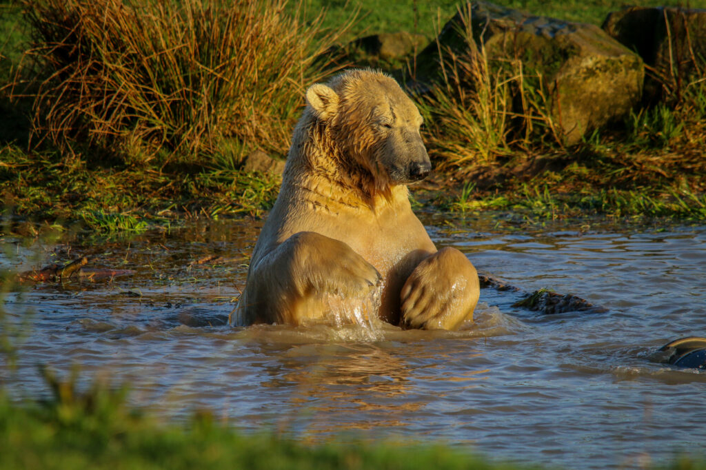 Polar Bear Conservation Efforts Praised - Yorkshire Wildlife Park Post image 4 Image name IMG 2446 the 4 image from the post Polar Bear Conservation Efforts Praised - Yorkshire Wildlife Park in Yorkshire.com.