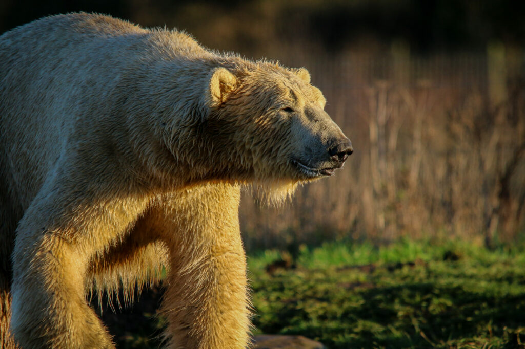 Polar Bear Conservation Efforts Praised - Yorkshire Wildlife Park Post image 3 Image name IMG 2522 the 3 image from the post Polar Bear Conservation Efforts Praised - Yorkshire Wildlife Park in Yorkshire.com.