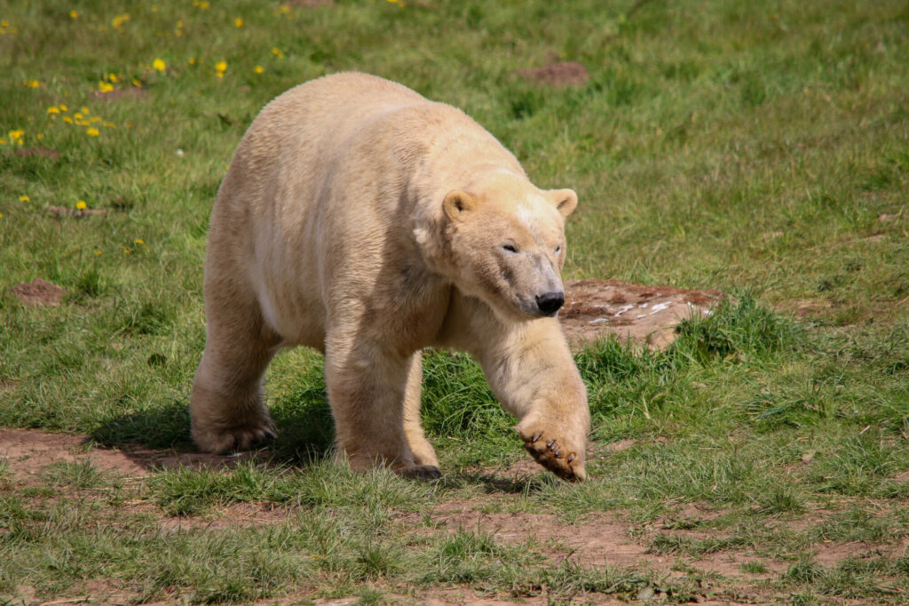 Polar Bear Conservation Efforts Praised - Yorkshire Wildlife Park Post image 2 Image name IMG 5843 the 2 image from the post Polar Bear Conservation Efforts Praised - Yorkshire Wildlife Park in Yorkshire.com.