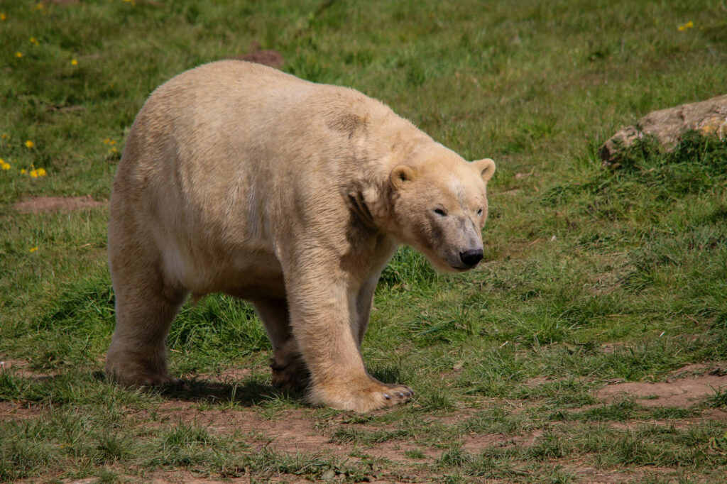 Polar Bear Conservation Efforts Praised - Yorkshire Wildlife Park Post image 1 Image name IMG 5845 the 1 image from the post Polar Bear Conservation Efforts Praised - Yorkshire Wildlife Park in Yorkshire.com.