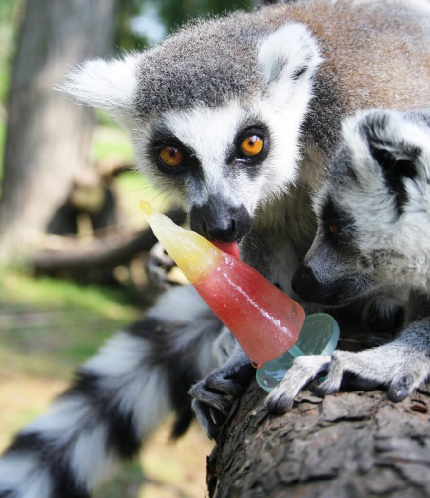 Animals cooling off with ice-lollies in Yorkshire summer Post image 12 Image name Lemur Ice Pop 6 the 12 image from the post Animals cooling off with ice-lollies in Yorkshire summer in Yorkshire.com.