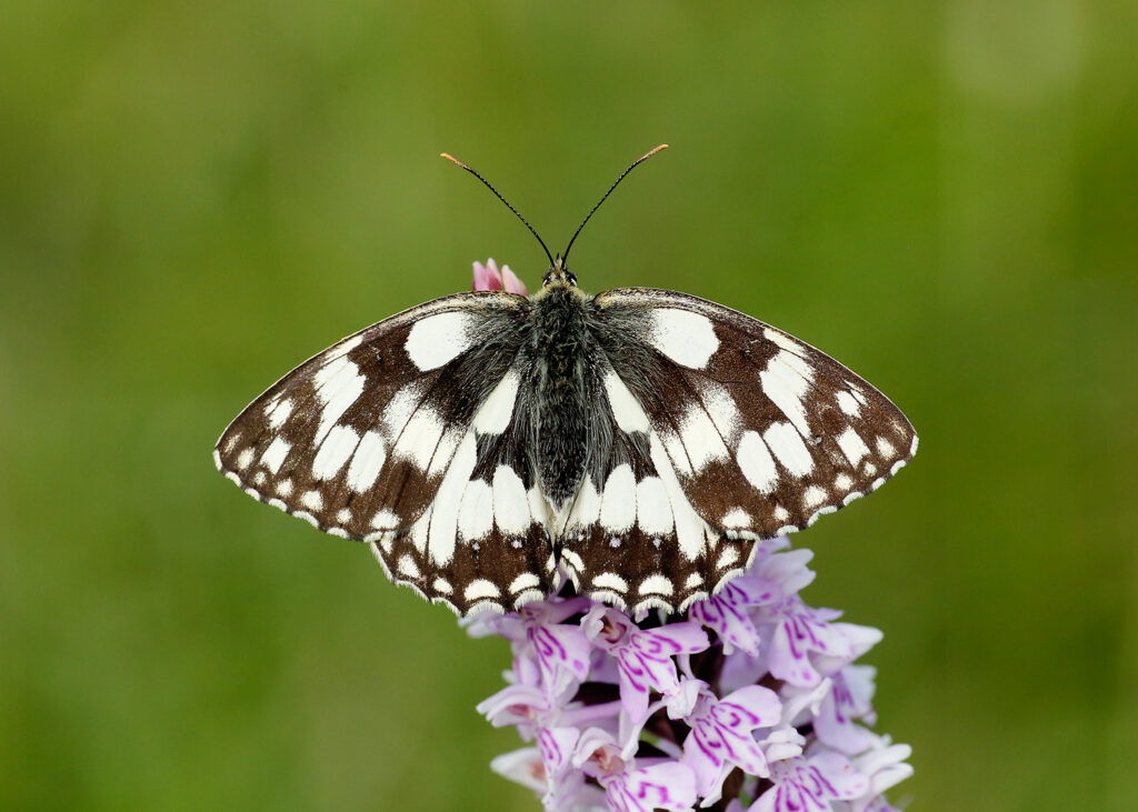 Ways for little ones to go wild for butterflies this summer holiday in Yorkshire Post image 2 Image name Marbled White Iain H Leach 7 the 2 image from the post Ways for little ones to go wild for butterflies this summer holiday in Yorkshire in Yorkshire.com.