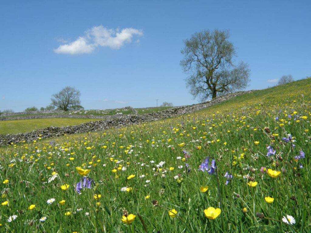 Yorkshire Dales Millennium Trust Celebrates National Meadows Day Post image 1 Image name National Meadows Trust the 1 image from the post Yorkshire Dales Millennium Trust Celebrates National Meadows Day in Yorkshire.com.